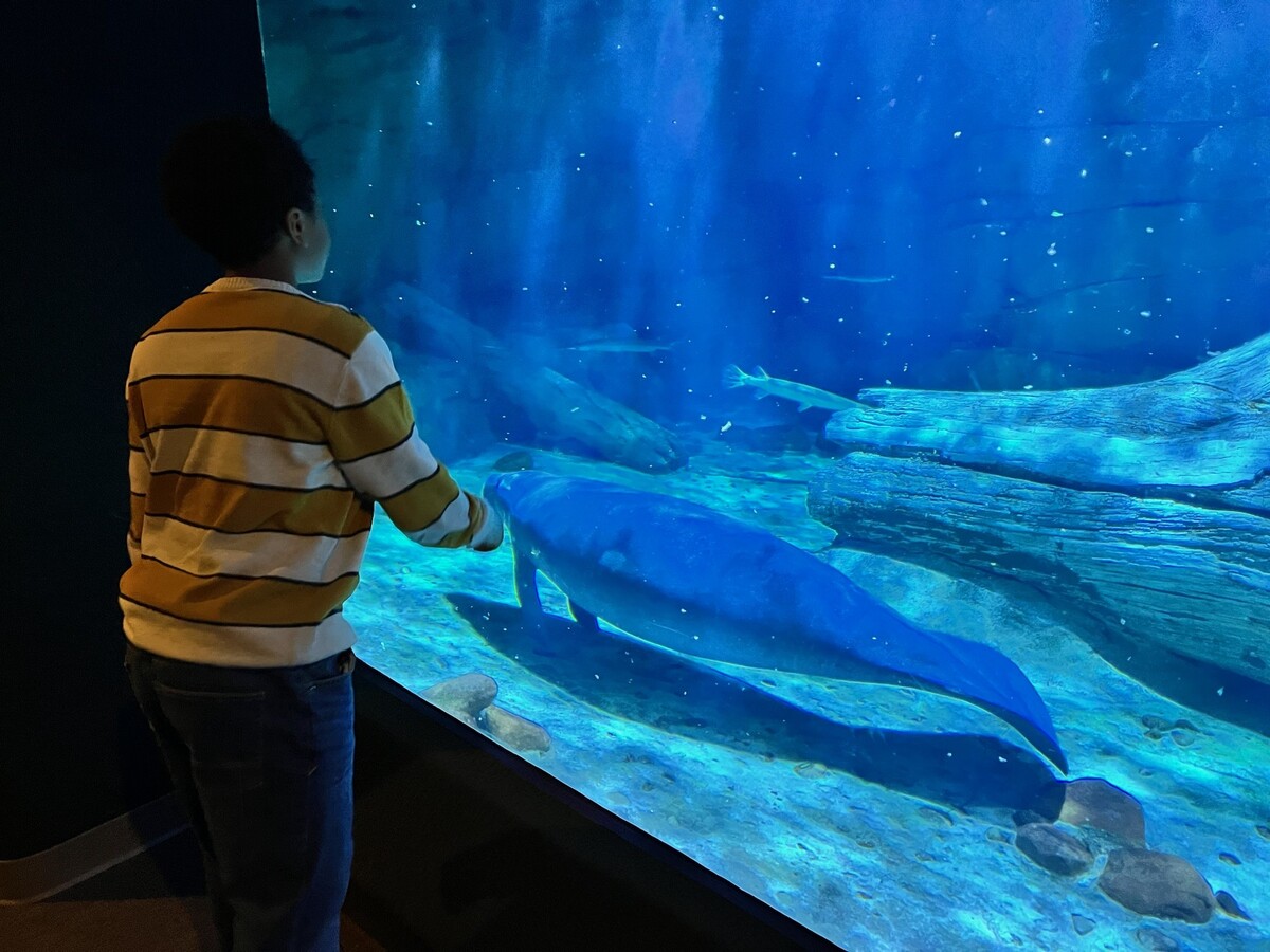 Photo shows student admiring a manatee at the Cincinnati Zoo