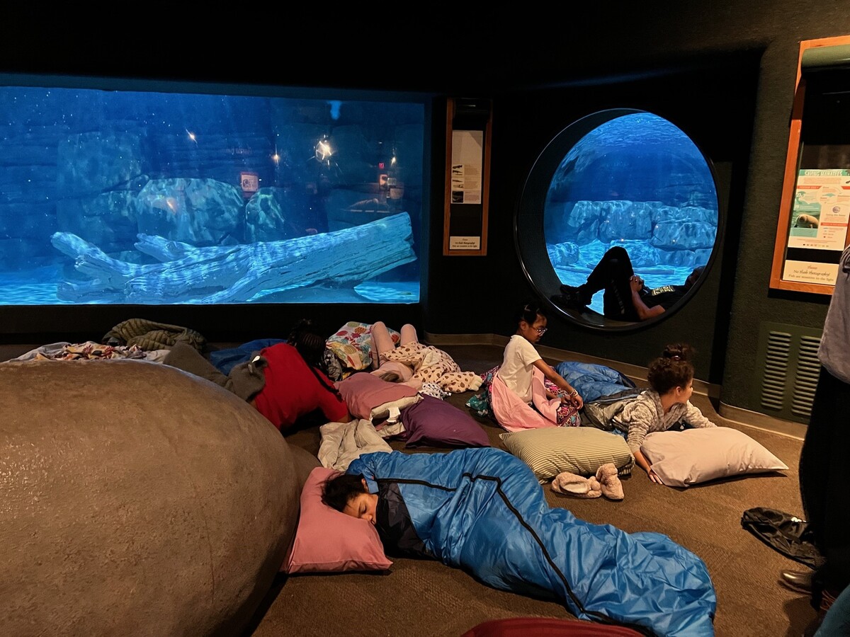 Students spend the night at a sleepover in the manatee exhibit at the Cincinnati Zoo