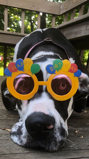 Dog wearing Happy Birthday glasses